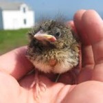 fledgling bird