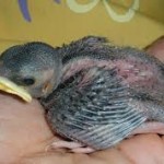 nestling bird