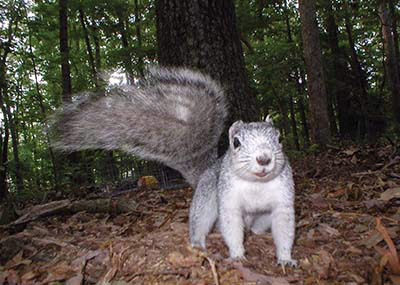 Endangered squirrel