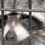 FB trapped raccoon