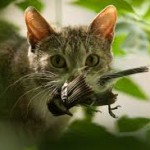 cat with bird in mouth