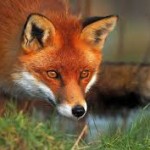 fox lurking
