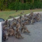 too many raccoons