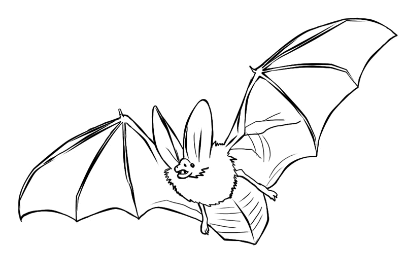 bat coloring page